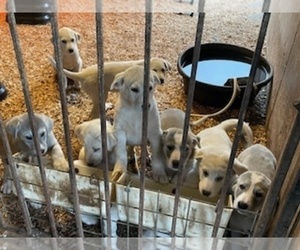 Anatolian Shepherd-Great Pyrenees Mix Puppy for sale in MOSSYROCK, WA, USA