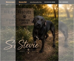 Labrador Retriever Dogs for adoption in Benton, PA, USA