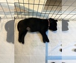 Small Photo #6 Labrador Retriever Puppy For Sale in TUMWATER, WA, USA