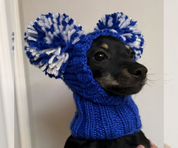 Medium Photo #4 Chipin Puppy For Sale in phoenix, AZ, USA