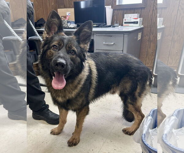 Medium Photo #1 German Shepherd Dog-Unknown Mix Puppy For Sale in Princeton, MN, USA