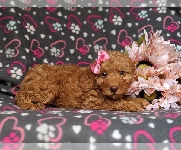 Full screen Photo #4 Miniature Labradoodle Puppy For Sale in KIRKWOOD, PA, USA