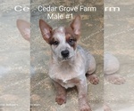 Small #1 Australian Cattle Dog