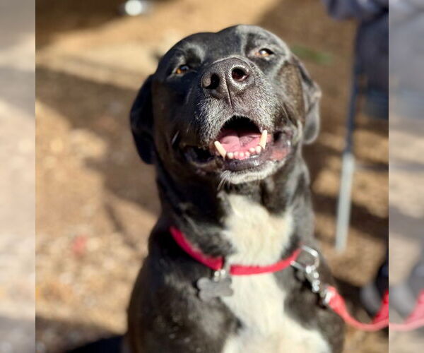 Medium Photo #1 Labrador Retriever-Unknown Mix Puppy For Sale in Canton, CT, USA