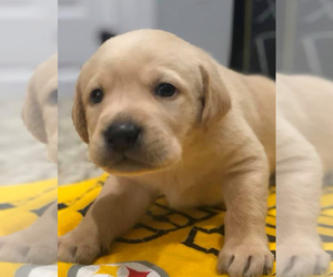 Labrador Retriever Puppy for sale in APPLING, GA, USA