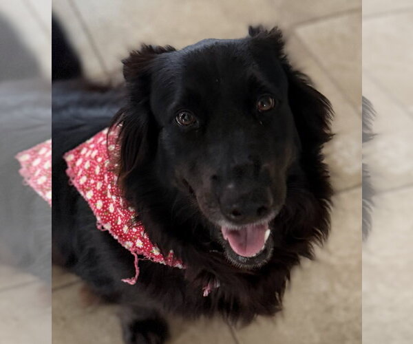 Medium Photo #13 Border Collie-Unknown Mix Puppy For Sale in Valrico, FL, USA