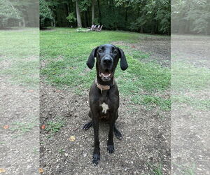 Great Dane Dogs for adoption in Huntersville, NC, USA