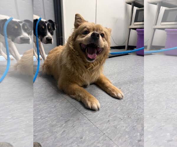 Medium Photo #1 Chow Chow-Unknown Mix Puppy For Sale in Las Vegas, NM, USA