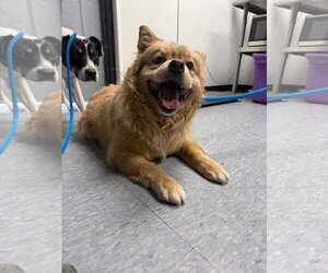 Chow Chow-Unknown Mix Dogs for adoption in Las Vegas, NM, USA