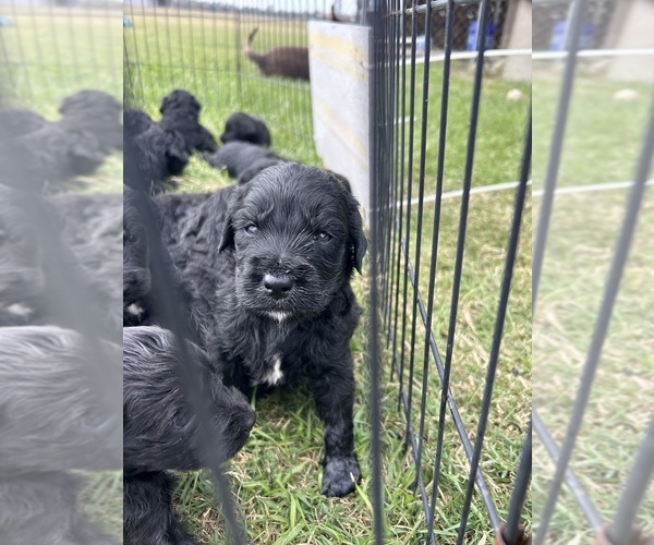 Medium Photo #1 Goldendoodle Puppy For Sale in LAKE CHARLES, LA, USA