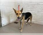 Small German Shepherd Dog