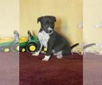 Small #1 Mutt