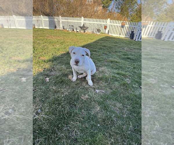 Medium Photo #7 Labrador Retriever-Unknown Mix Puppy For Sale in New York, NY, USA