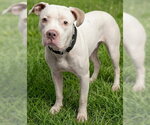 POLAR - Female Mutt Dog for Adoption - Small photo