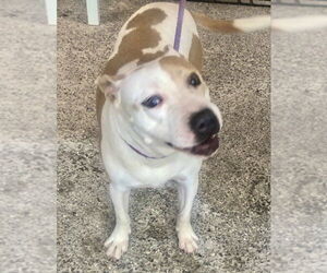 MILLIE - Female American Pit Bull Terrier-Labrador Retriever Mix Dog for Adoption - Photo #6