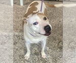 Small #5 American Pit Bull Terrier-Labrador Retriever Mix