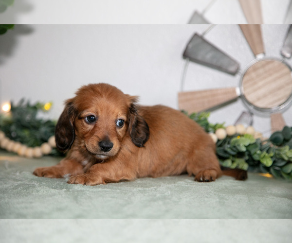 Medium Photo #2 Dachshund Puppy For Sale in GOSHEN, IN, USA