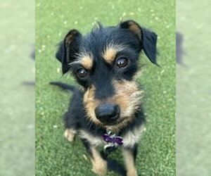 Mutt Dogs for adoption in Corona, CA, USA