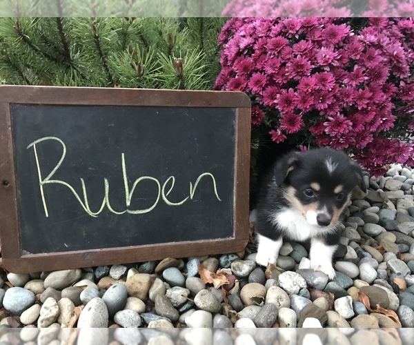 Medium Photo #1 Pembroke Welsh Corgi Puppy For Sale in ARCOLA, IL, USA