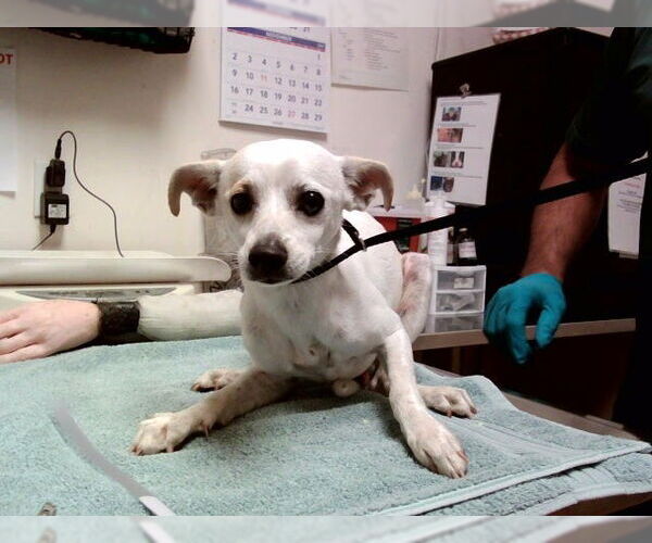 Medium Photo #1 Mutt Puppy For Sale in Martinez, CA, USA