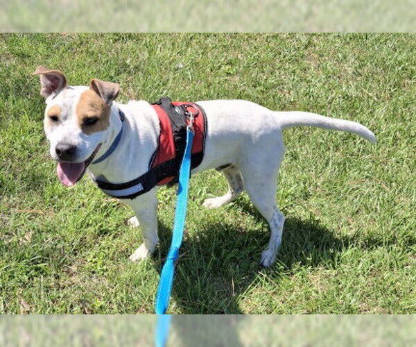 Medium Photo #4 Staffordshire Bull Terrier-Unknown Mix Puppy For Sale in Mountain View, AR, USA
