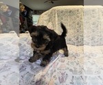 Small Photo #24 Yorkshire Terrier Puppy For Sale in RHOADESVILLE, VA, USA