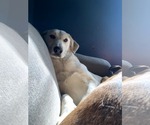 Small #8 Huskies -Labrador Retriever Mix