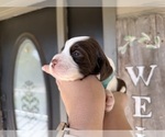 Small #3 English Springer Spaniel