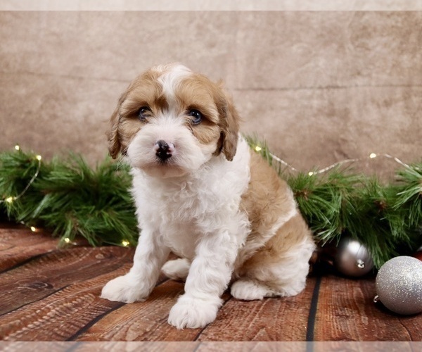 Medium Photo #1 Cavapoo (Toy) Puppy For Sale in WEST SALEM, OH, USA