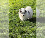 Small Photo #3 Pomsky Puppy For Sale in MCMINNVILLE, OR, USA
