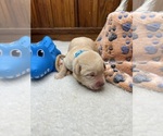 Small #2 Labrador Retriever