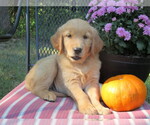 Puppy 1 Golden Retriever