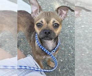 Chug Dogs for adoption in Jackson, CA, USA