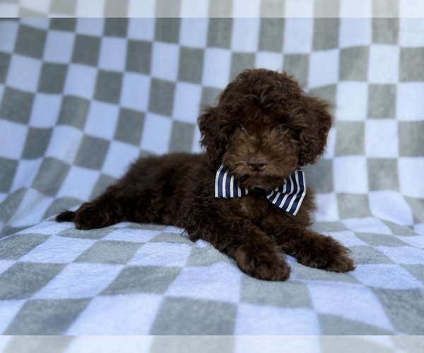 Medium Photo #7 Cavapoo (Miniature) Puppy For Sale in LAKELAND, FL, USA