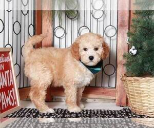 Goldendoodle (Miniature) Puppy for sale in NAPLES, FL, USA