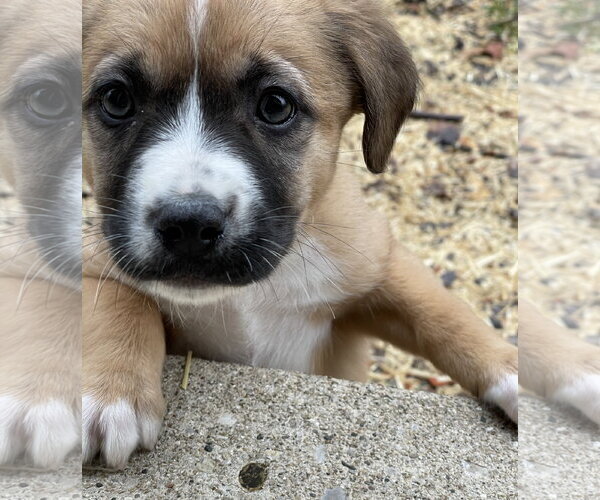 Medium Photo #3 Great Pyrenees-Unknown Mix Puppy For Sale in Techny, IL, USA