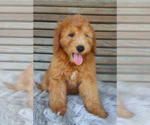 Goldendoodle (Miniature) Puppy for sale in ITASCA, TX, USA