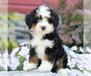 Bernedoodle (Miniature) Puppy for sale in LITITZ, PA, USA
