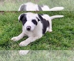 Puppy Bandit Shollie