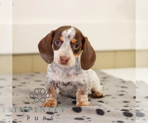 Dachshund Puppy for sale in HONEY BROOK, PA, USA