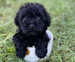 Poodle (Miniature) Puppy for sale in NEW YORK, NY, USA
