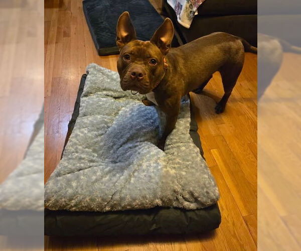 Medium Photo #39 American Bulldog-Unknown Mix Puppy For Sale in Sayreville, NJ, NJ, USA