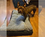 Small Photo #39 American Bulldog-Unknown Mix Puppy For Sale in Sayreville, NJ, NJ, USA