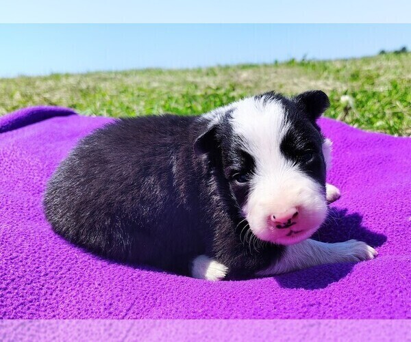 Medium Photo #12 Border Collie Puppy For Sale in NORBORNE, MO, USA