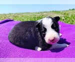 Small #11 Border Collie