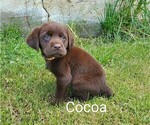 Puppy 1 Labrador Retriever