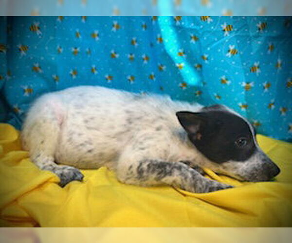 Medium Photo #2 Mutt Puppy For Sale in Pleasanton, TX, USA