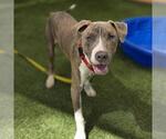 Small #1 Mutt