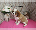 Small #12 Cavalier King Charles Spaniel