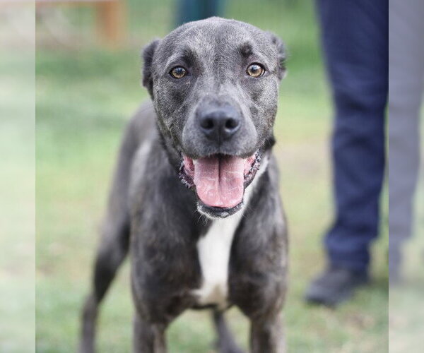 Medium Photo #2 American Staffordshire Terrier-Unknown Mix Puppy For Sale in San Antonio, TX, USA